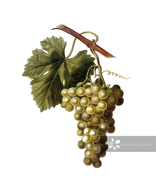 葡萄藤，白葡萄酒，白葡萄，普通葡萄藤，葡萄（Vitis vinifera），根据潘克拉斯·贝萨的插图，数字修复的19世纪原作复制品，历史性的图片素材
