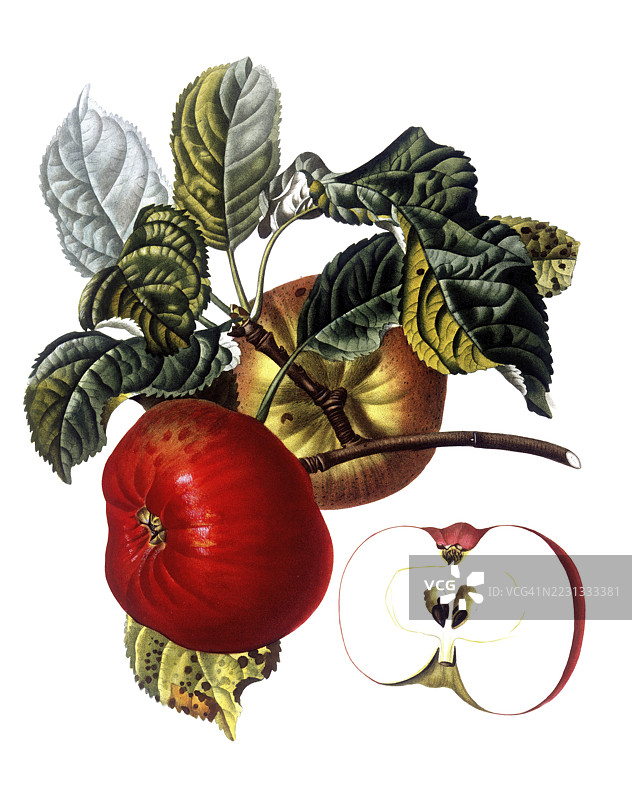 贝尔德哈夫尔品种的苹果，基于皮埃尔·让·弗朗索瓦·图尔潘的插图，数字修复的19世纪原作再现，历史性的图片素材