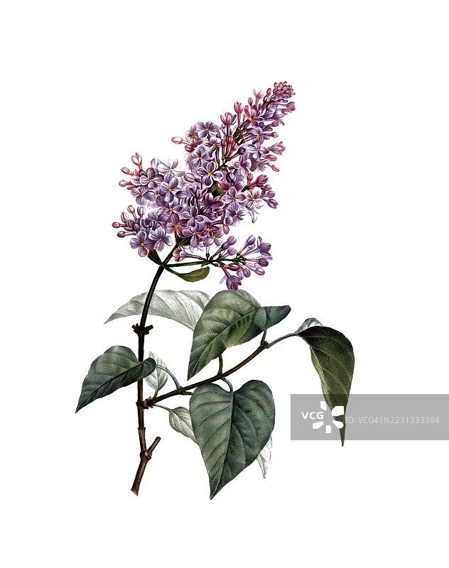 普通紫丁香，Syringa vulgaris，基于皮埃尔·约瑟夫·雷杜特的插图，数字修复的19世纪原作再现，历史性的图片素材