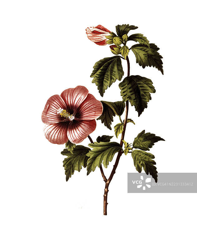 木槿，玫瑰木槿，Hibiscus syriacus，基于潘克拉斯·贝萨的插图，数字修复的19世纪原作复制品，历史性作品图片素材