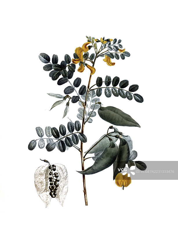 树荚豆，基于皮埃尔·约瑟夫·雷杜特的插图，数字修复的19世纪原作再现，历史性作品图片素材