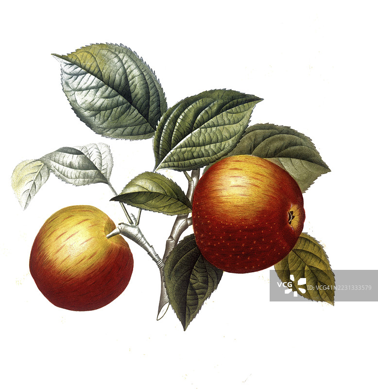 栗子苹果品种，基于皮埃尔·安托万·波伊托的插图，数字修复的19世纪模型再现，历史性作品图片素材
