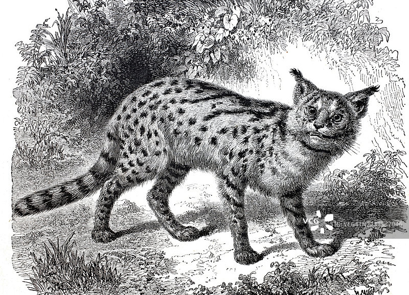 非洲野猫，学名Leptailurus serval，中型猫科动物，1875年，19世纪模型的数字增强复制品，历史性，确切日期未知图片素材