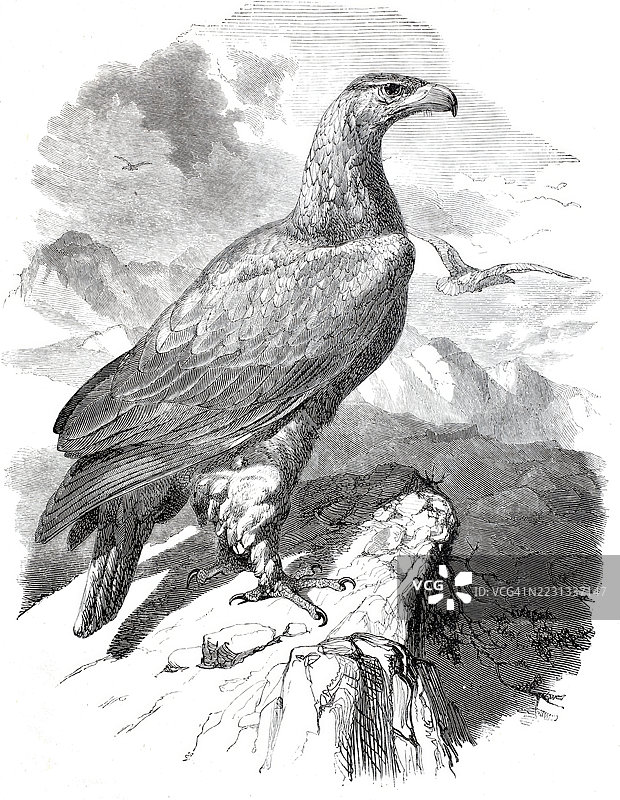 金雕，金雕，Aquila chrysatos，约1878年，19世纪模型的数字增强复制品，历史，确切日期未知图片素材