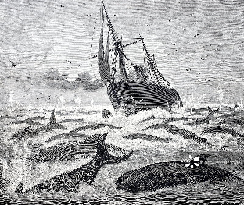 蒸汽船纽波特在德拉瓦角遇到一大群鲸鱼，1888年，美国，19世纪原作的数字增强复制品图片素材