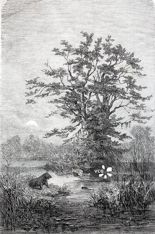 罗望子树，位于加泽尔河上的树木群，巴尔阿尔-加扎尔，约1880年，刚果，非洲，历史，19世纪原作的数字增强复制品图片素材