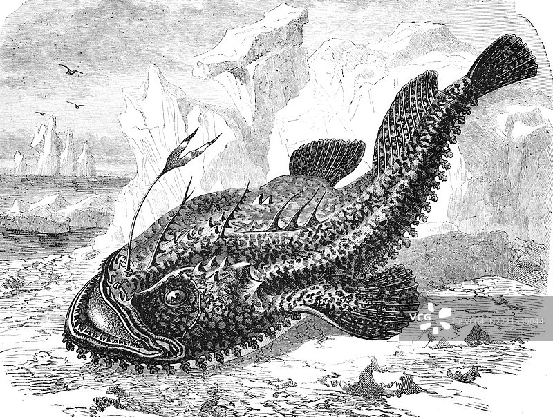 Lophius piscatorius，琵琶鱼，也称为钓鱼或龙头鱼，海蛙，历史，繁殖，源自19世纪的原始场景图片素材
