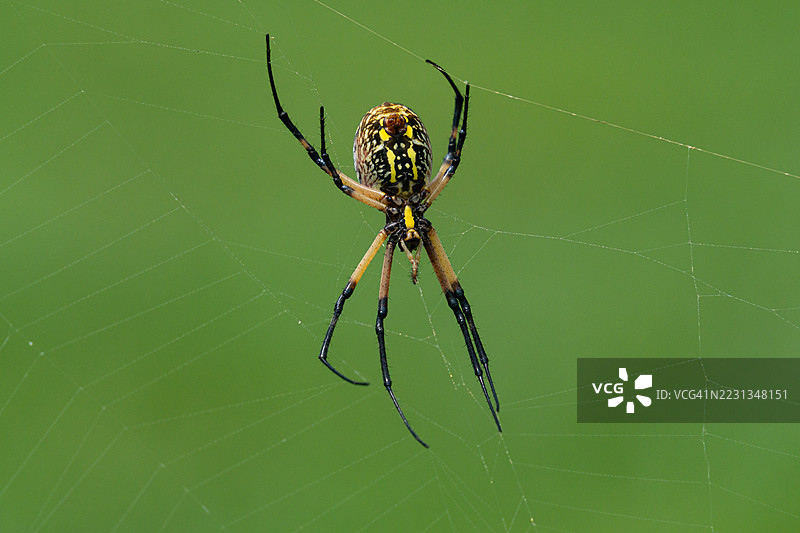 黄园蛛（Argiope Aurantia）底部特写及其网状结构图片素材