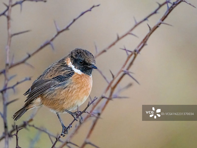 成年雄性石叠鸟图片素材