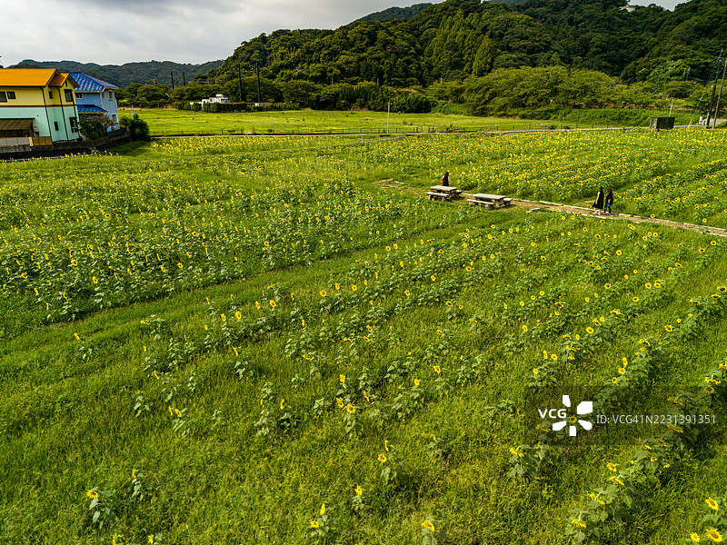 一些人去散步。由当地农民志愿经营的向日葵田。经过许可的无人机航拍。日本静冈县加茂地区南伊豆町的Hinno。图片素材