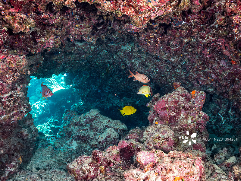 皇冠雀鲷,斑眼士兵鱼,伯恩迪士兵鱼,浣熊蝶鱼,三带旗鱼。一群热带鱼。美丽的珊瑚礁和游泳的人们。阿穆尔岛图片素材