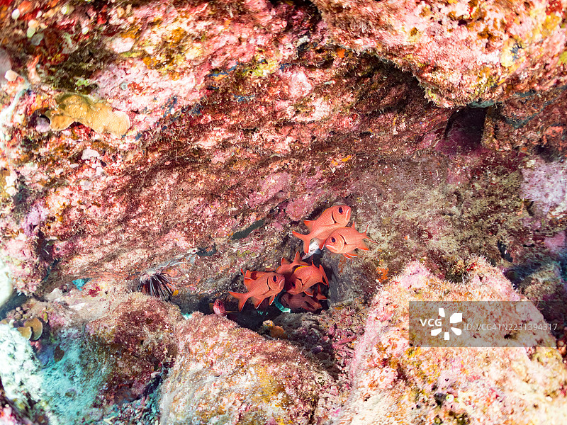 斑点眼士兵鱼，Myripristis berndti。在海洞中。一群热带鱼。阿穆罗岛，座间味岛，庆良间群岛，岛尻郡，冲绳 - 2025年6月28日图片素材