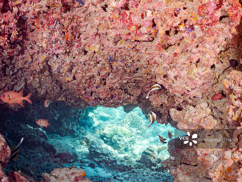 皇冠雀鲷，斑眼士兵鱼，伯恩迪士兵鱼，浣熊蝶鱼，三带旗鱼。一群热带鱼。美丽的珊瑚礁和游泳的人们。阿穆尔岛图片素材