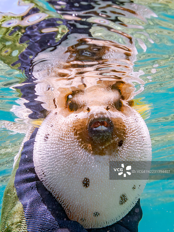 黑斑河豚（Arothron nigropunctatus），如同狗般可爱，栖息在美丽的珊瑚礁上。愤怒并鼓起身体。一群热带鱼。美丽的珊瑚礁和游泳的人们。阿穆罗岛，座间味岛，庆良间群岛，岛尻郡，冲绳 - 2025图片素材