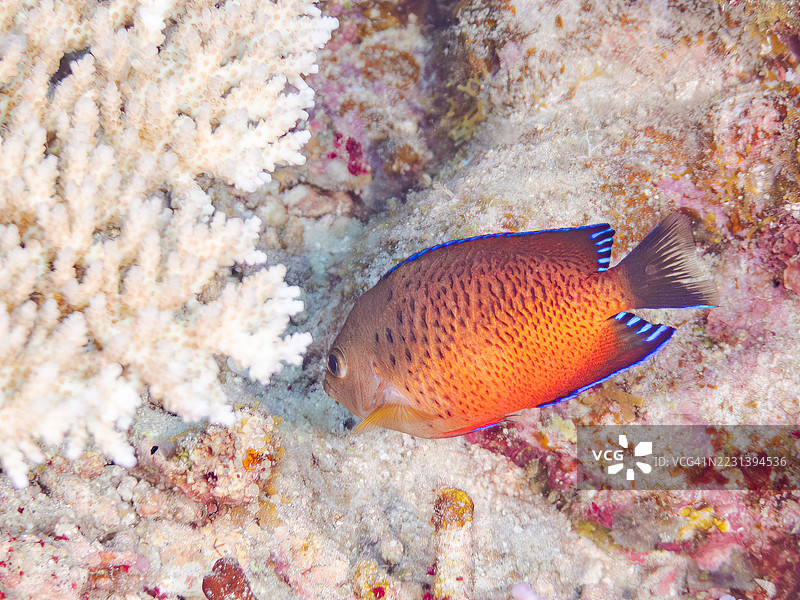 锈色天使鱼，Centropyge ferrugata，珍珠鳞天使鱼，Centropyge vrolikii。一群热带鱼。美丽的珊瑚礁和游泳的人们。阿穆罗岛，座间味岛，庆良间群岛，岛尻郡，冲绳 - 2025年6月28日图片素材