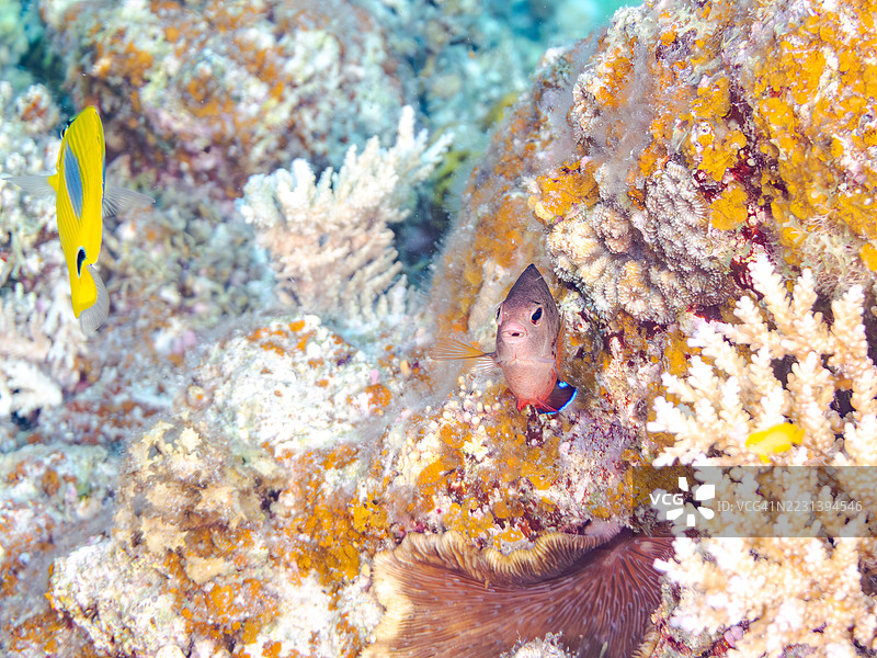锈色天使鱼，Centropyge ferrugata，珍珠鳞天使鱼，Centropyge vrolikii。一群热带鱼。美丽的珊瑚礁和游泳的人们。阿穆罗岛，座间味岛，庆良间群岛，岛尻郡，冲绳 - 2025年6月28日图片素材