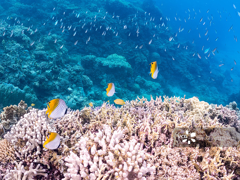 一群美丽的丝带蝴蝶鱼和其他热带鱼在壮观的珊瑚礁中游弋。美丽的珊瑚礁和游泳的人们。阿穆罗岛，座间味岛，庆良间群岛，岛尻郡，冲绳 - 2025年6月28日图片素材