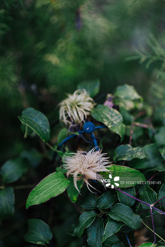绣球花盛开后的状态图片素材