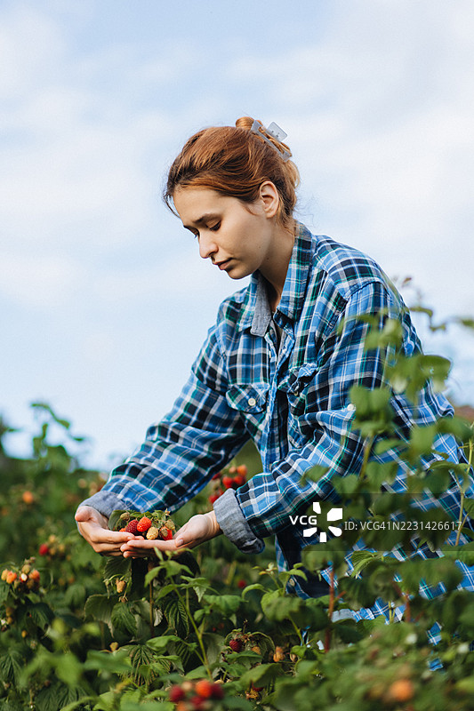 年轻女性在郁郁葱葱的花园中采摘覆盆子图片素材
