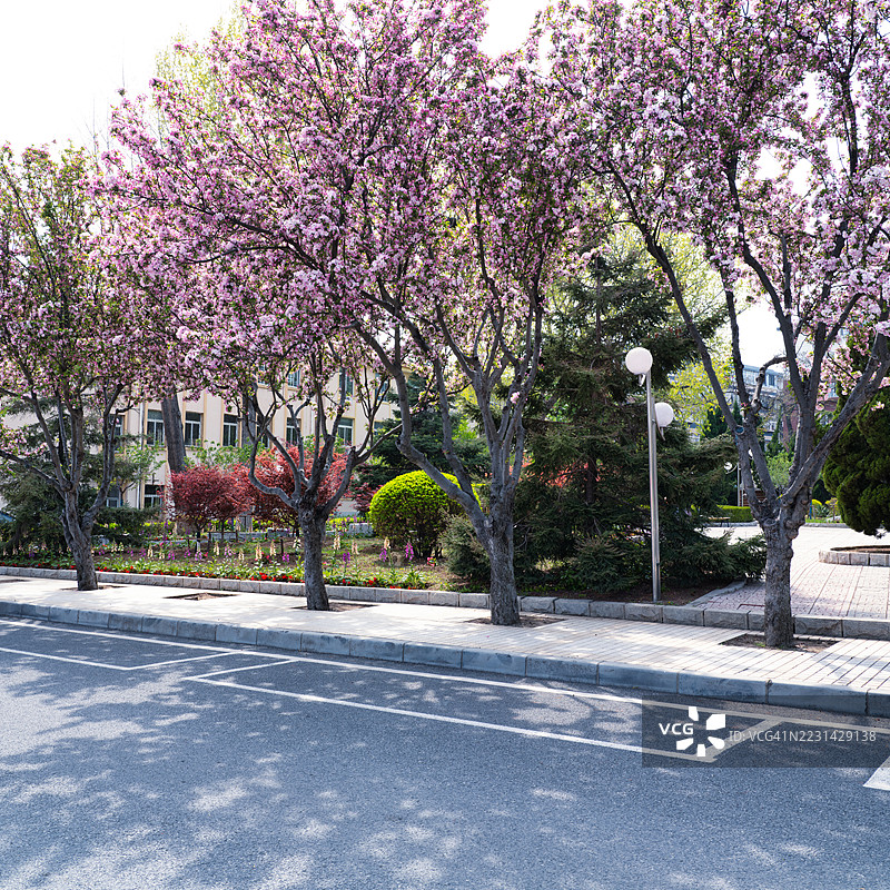 路边的花草树木图片素材