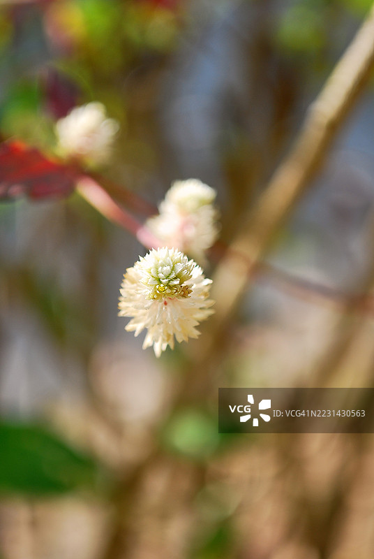 一朵柔软的苍白福特吉拉花的特写镜头。图片素材
