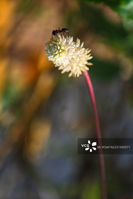 一朵小巧、白色、刷子状的花朵特写，上面有一只黑蚂蚁。图片素材