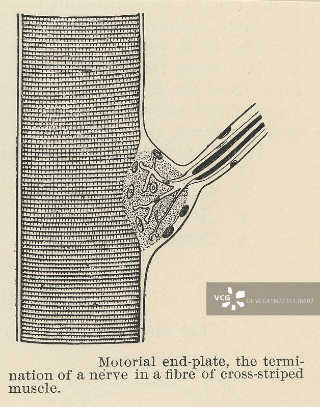 旧版雕刻插图，展示了运动终板，这是骨骼肌纤维表面的一种特殊区域，神经纤维在此终止以传递信号，导致肌肉收缩。图片素材