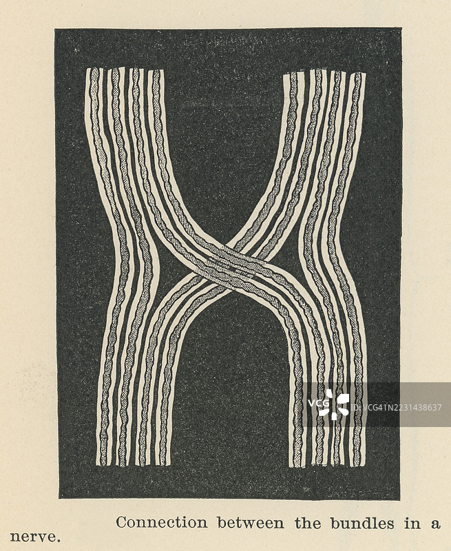 人类神经的古老雕刻插图，神经束之间的连接图片素材