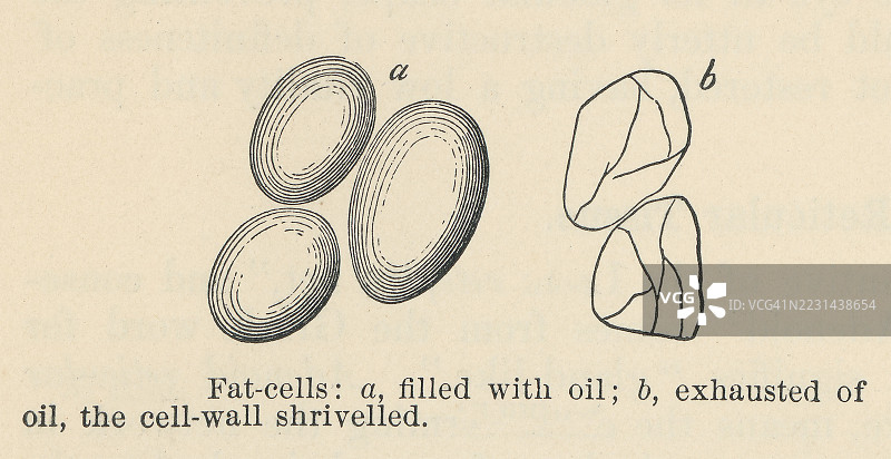 老式雕刻插图，展示脂肪细胞或脂肪细胞，这些是储存能量以脂肪形式的专门细胞，存在于脂肪组织中。图片素材