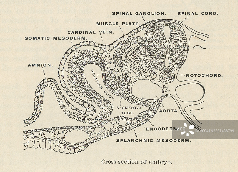 旧版雕刻插图，展示胚胎的横截面图片素材