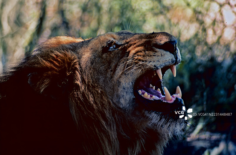 狮子咆哮图片素材