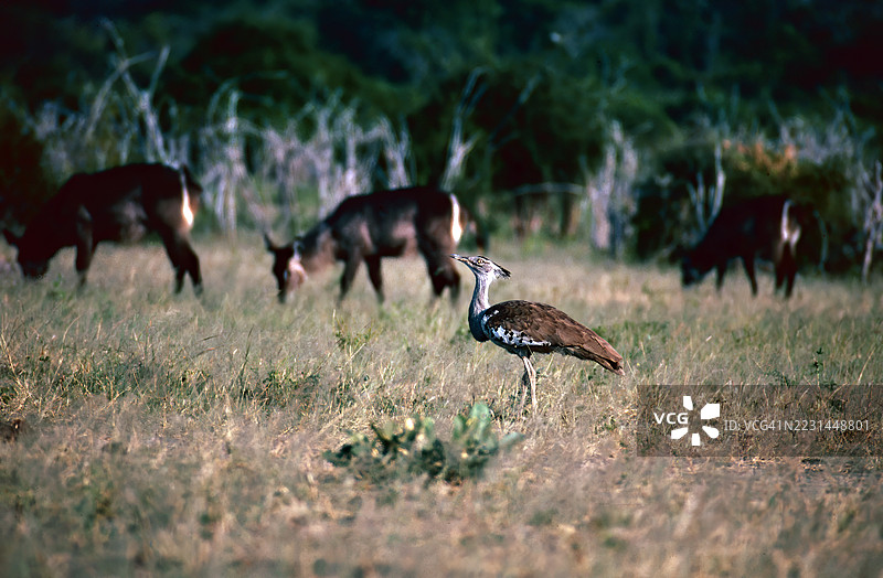科里大鸨图片素材