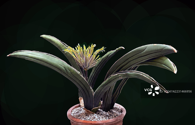 罕见的收藏多肉植物——蛇尾兰（Sansevieria sinus simiorum）的肖像。图片素材