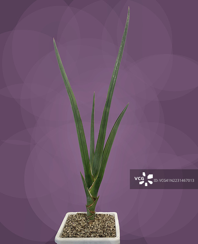 美丽而稀有的虎尾兰。适合收藏的强健多肉植物。图片素材