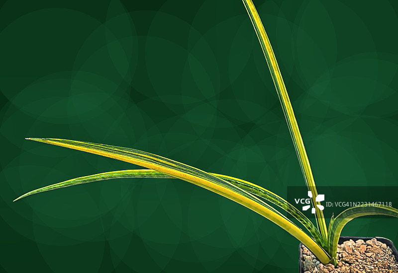 稀有的斑驳虎尾兰多肉植物肖像收藏品图片素材