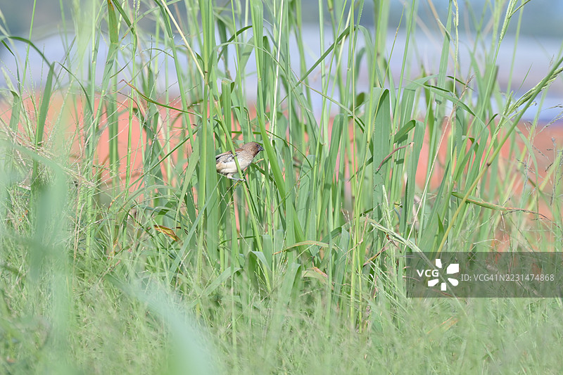 小鳞鸟在绿色草地上玩耍图片素材