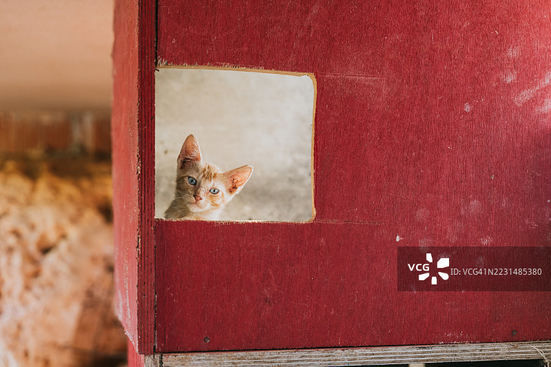 好奇的橘色小猫从红色木窗户里探出头来图片素材