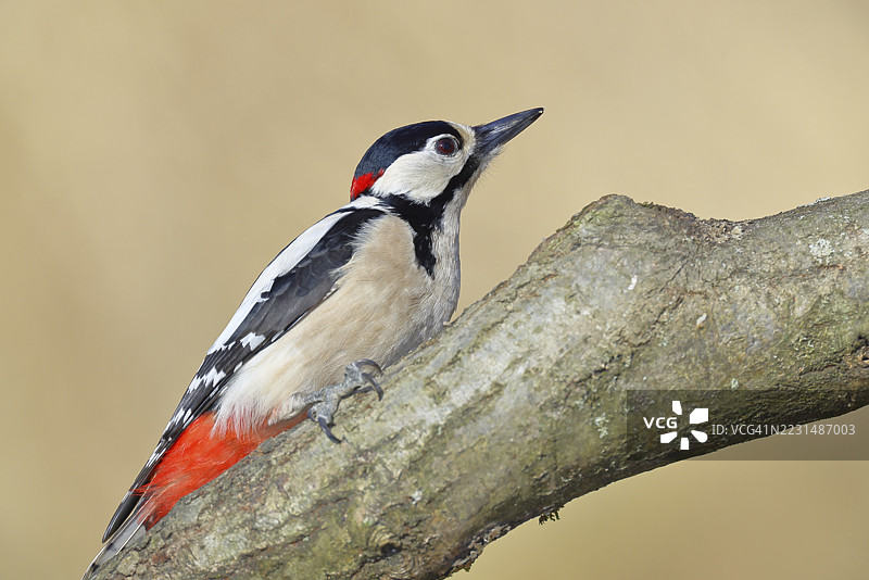 大斑啄木鸟（Dendrocopos major），雄性，栖息在树枝上，德国北莱茵-威斯特法伦州威尔斯多夫图片素材
