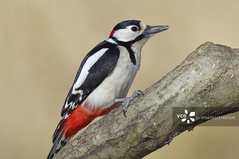 大斑啄木鸟(Dendrocopos major),雄性,栖息在树枝上,德国北莱茵-威斯特法伦州威尔斯多夫图片素材