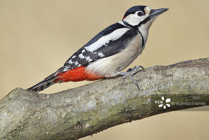 大斑啄木鸟（Dendrocopos major），雄性，栖息在树枝上，德国北莱茵-威斯特法伦州威尔斯多夫图片素材