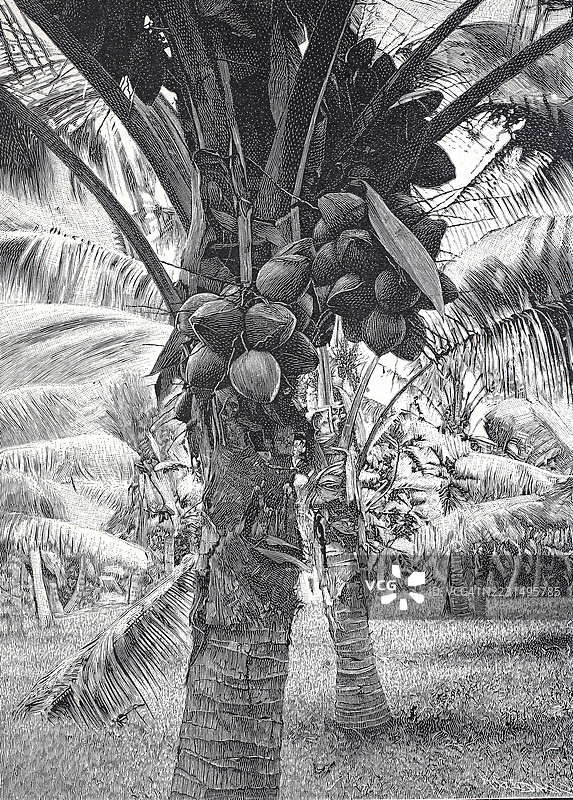 南海的德国殖民地，萨摩亚的椰子树上结满成熟的果实，约1884年，19世纪原作的数字复制品，历史性作品图片素材