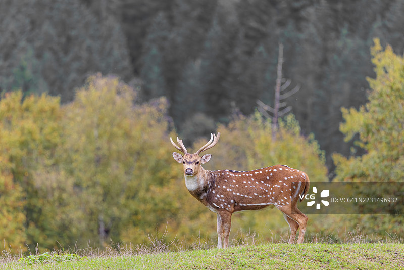 一只轴鹿雄性（Axis axis）站在绿色草地上，专注地注视着摄影师。背景中可以看到一片森林。图片素材