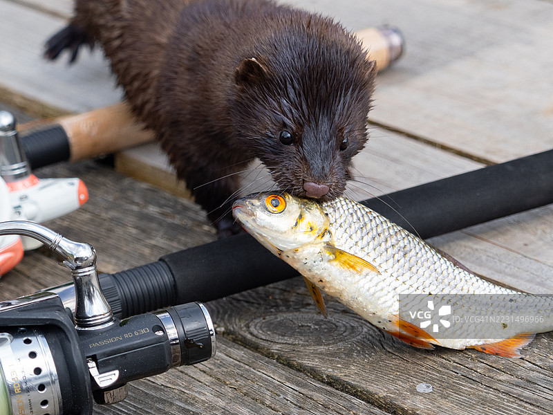 一只水貂偷走了一条红鳍鱼图片素材