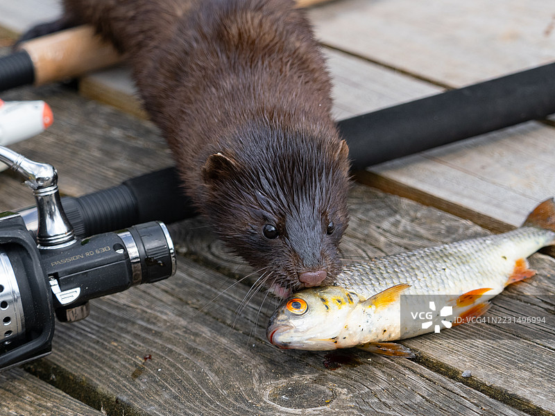 一只水貂偷走了一条红鳍鱼图片素材