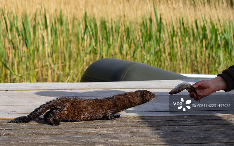 一只水貂从钓鱼者那里抢走了一条鱼图片素材