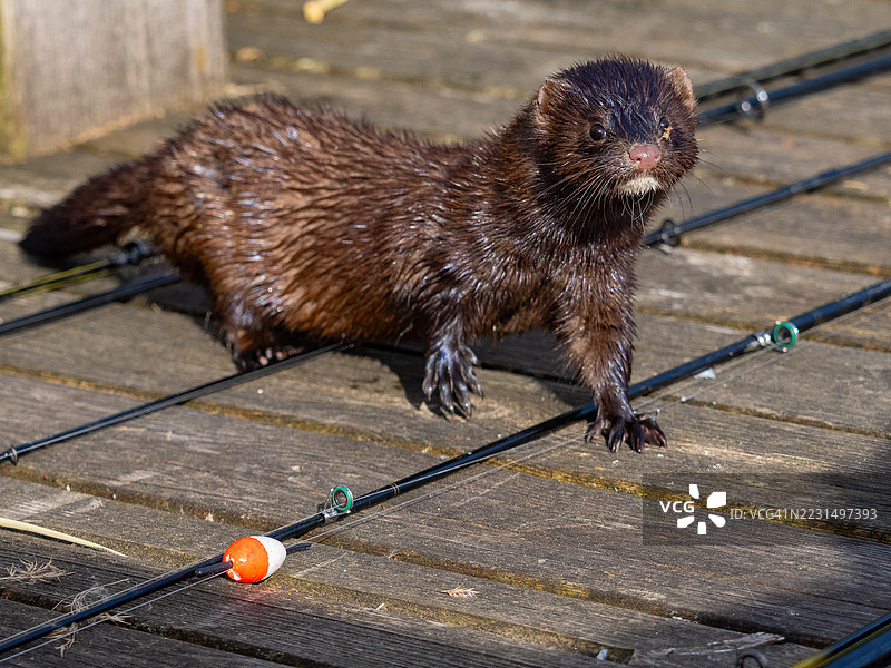 一只水貂在钓鱼竿之间图片素材