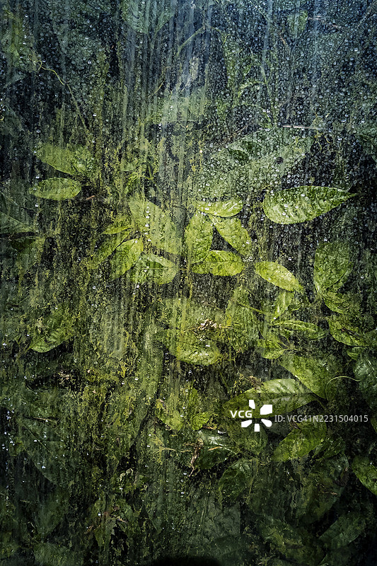 温室内玻璃后面的植物和绿色叶子，结构，背景，植物，艺术，纹理，透明度，抽象，细节，绿色图片素材