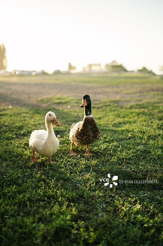 两只鸭子在日落时分站在绿色草地上图片素材
