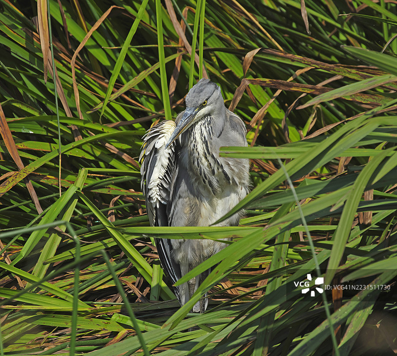 灰鹭 [Ardea cinerea]图片素材
