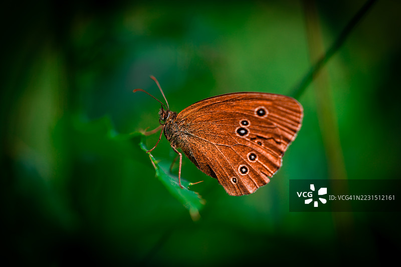 棕色蝴蝶栖息在绿叶上的特写镜头图片素材